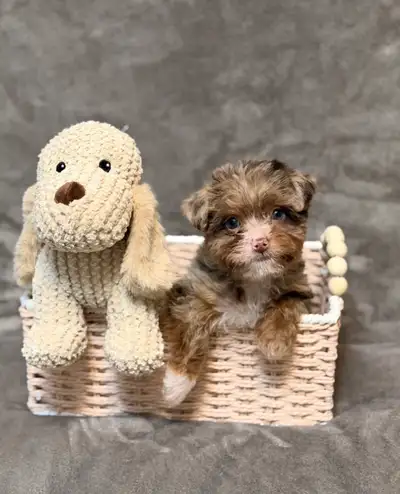 Yorkiepoo puppies, View more
