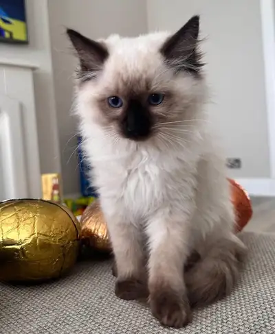 Ragdoll seal point kittens, View more