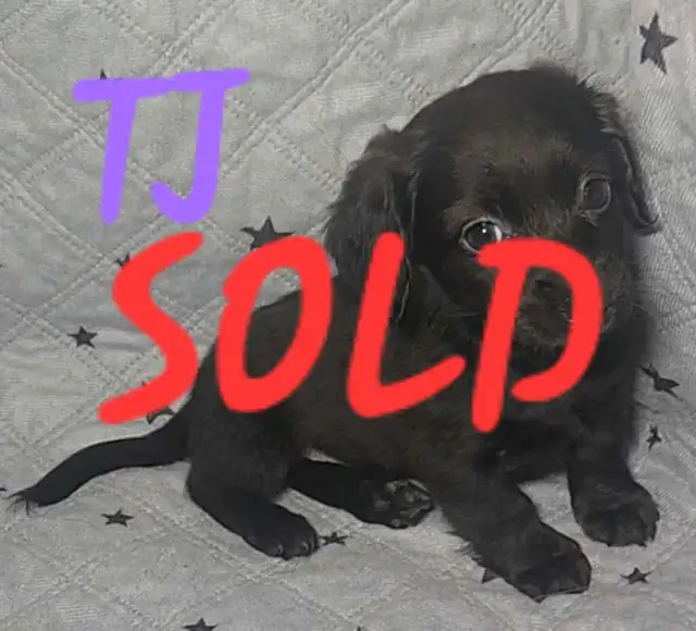 ALL SOLD! Mini Dachshund Puppies in Dogs & Puppies for Rehoming in Strathcona County - Image 7