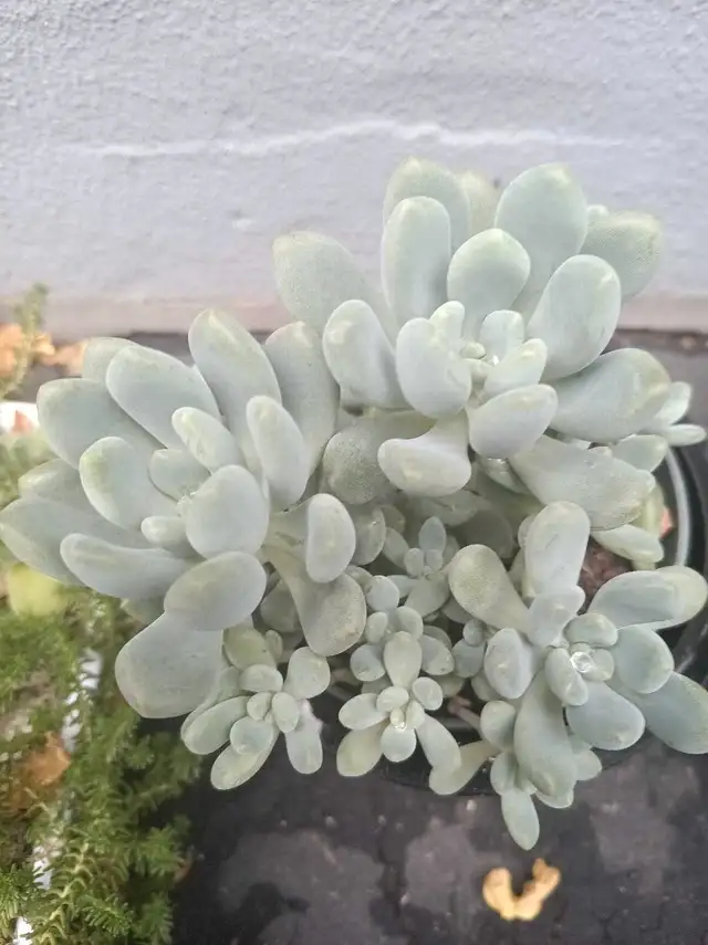 Succulent in Plants, Fertilizer & Soil in City of Toronto - Image 2