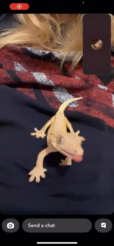 crested gecko w/enclosure, View more