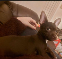 Beautiful Chocolate Chihuahua Needing Rehome