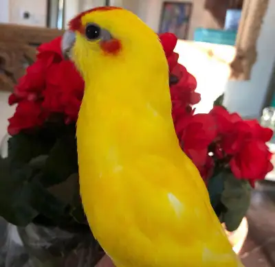 Birds sitter 20$ a day, View more