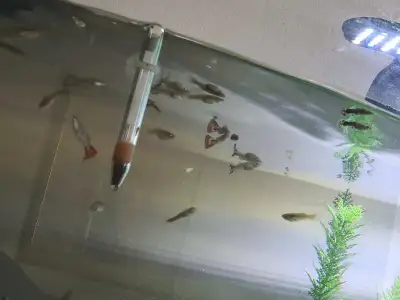 Guppies are available at a lower price range, View more