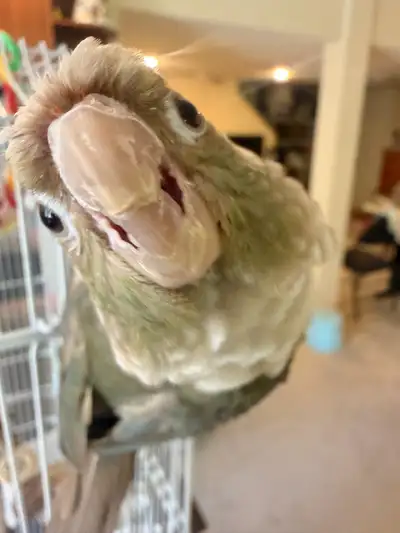 Cute conure, View more