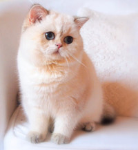 Beautiful 2 years old British shorthair female $2300 No Lowballe