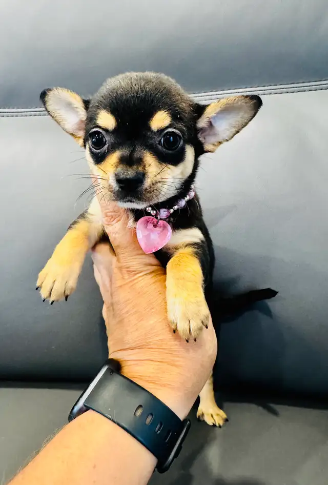 Nouvelle Portée De Chihuahua in Dogs & Puppies for Rehoming in Trois-Rivières - Image 6