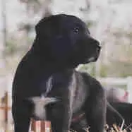 Border Collie/Aussie x Black Lab puppies