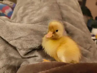 Call duckling, View more