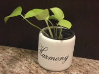 Harmony  planter with beautiful Neon pothos plant