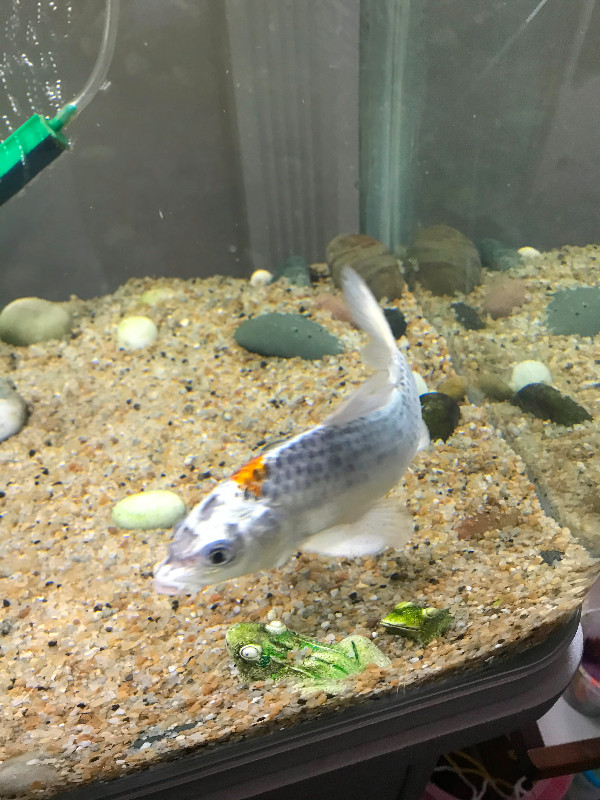 silver koi in Fish for Rehoming in Burnaby/New Westminster