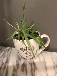 Mother’s Gift-mug @ plant