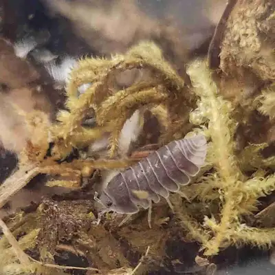 Isopods for sale, View more