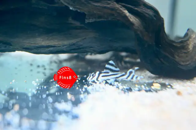 Super white pleco L236 SW,  Zebra Pleco L46, and L471 in Fish for Rehoming in Hamilton - Image 8