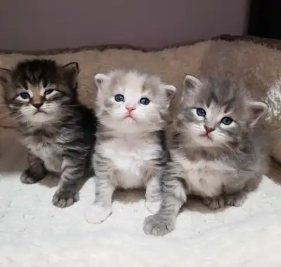 Hypoallergenic Purebred Siberian Kittens, View more