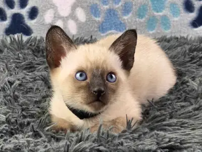 blue point siamese in Cats & Kittens for Rehoming in Ontario