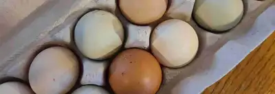 Hatching Eggs - $10, View more
