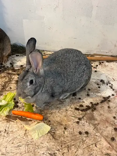 New Zealand Rabbits, View more