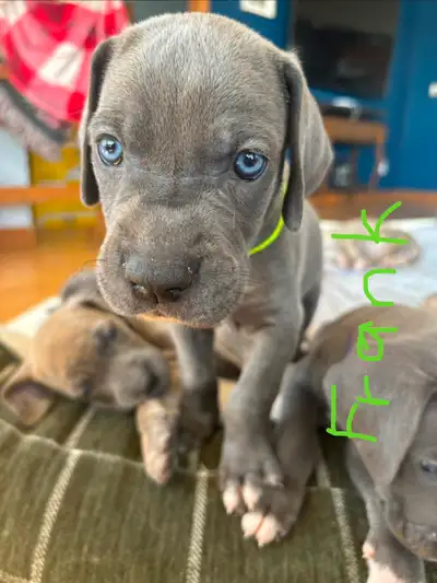 Great Dane Puppies, View more