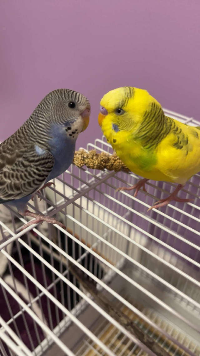 budgies for sale in Birds for Rehoming in Saskatoon - Image 2