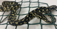 Jungle Ocelot carpet python 2023 male