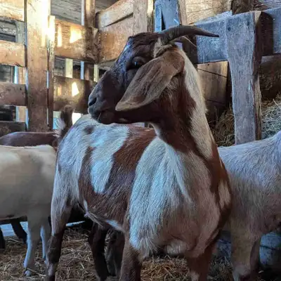  Meat Goats for Sale – Ready Mid-September 2026 , View more