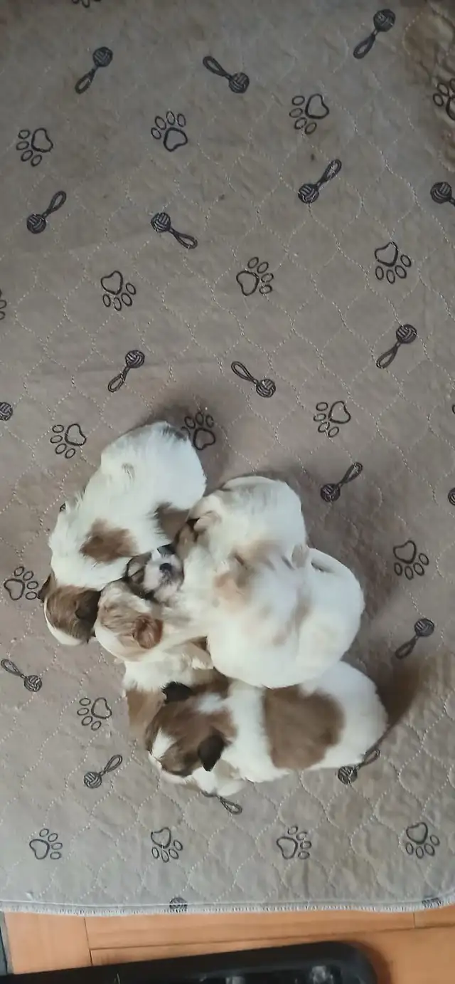 Shih tzu puppies  born on February 3 in Dogs & Puppies for Rehoming in Norfolk County - Image 7