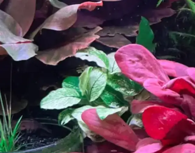 White Anubias Barteri var nana Pinto.