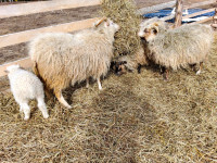 Moutons islandais à vendre