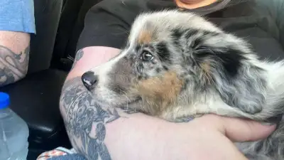 Australian Shepherd Puppy looking for a new home, View more