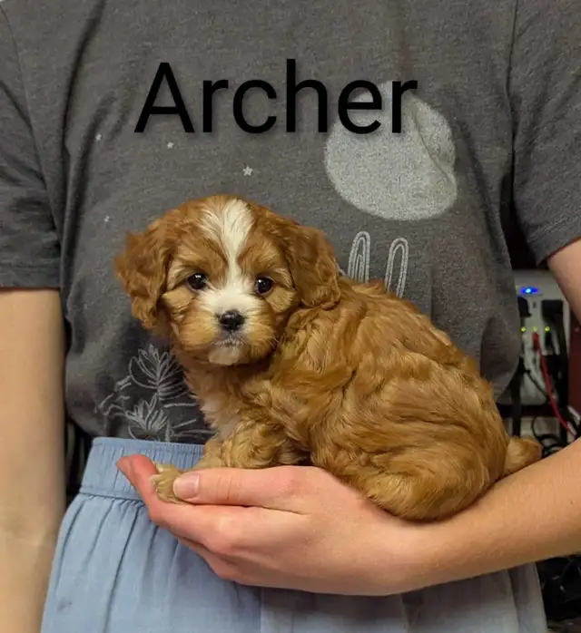 Cavapoo puppies in Dogs & Puppies for Rehoming in Kamloops - Image 7