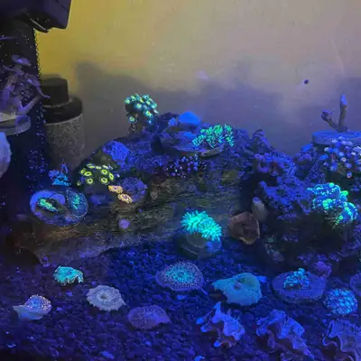 Healthy and colourful St Thomas Mushrooms. Have 3 of them, all different size and colour Have a look...