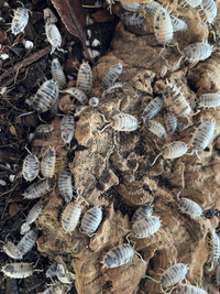 Dairy cow Isopods 