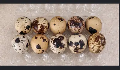 quails in need near bouctouche!!, View more