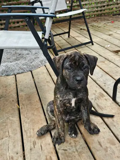 Cane Corso x American Bulldog Puppies, View more