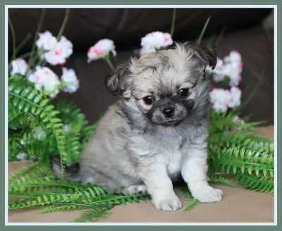 Very Fancy- White, Black tri, Blue tri, white  Chihuahua puppie, View more