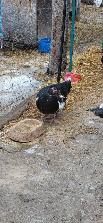 Muscovy drakes, View more