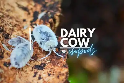 Dairy Cow Isopods, View more