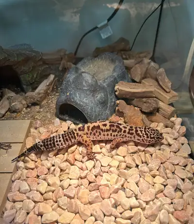 Leopard Gecko, View more