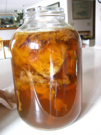 Kombucha Scoby - make your own bottled drink