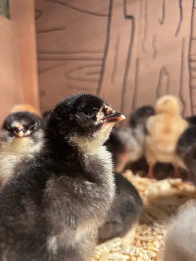 Chicks  2-3 day old BYM, View more