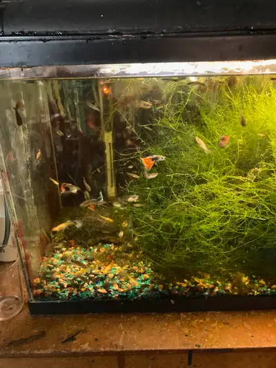 Fancy Guppies for sale, $7 per pair or $4 each for the fancy guppies, $2 each for smaller or plainer...