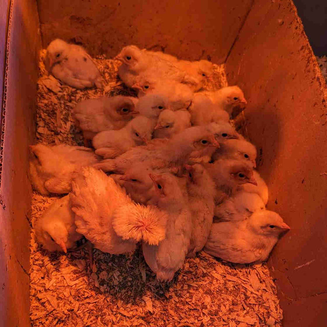 Baby chicks in Livestock in Leamington