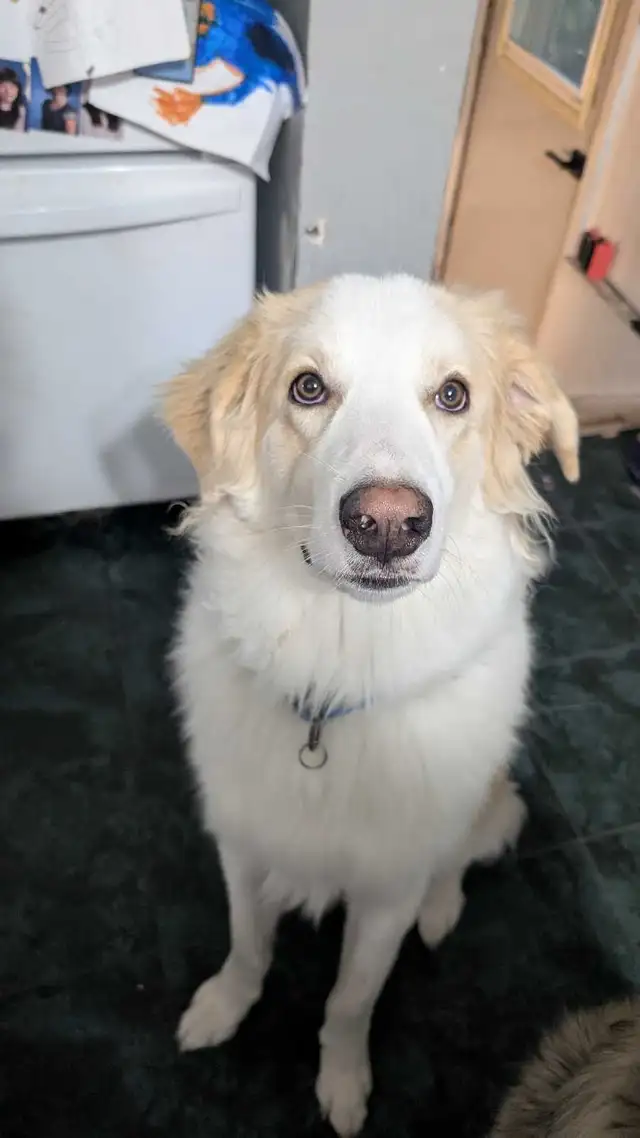 Pyrenees Cross Looking for Perfect Home | Dogs & Puppies for Rehoming ...