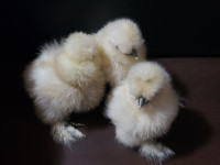 Purebred Bearded Silkies 