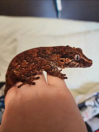 Rehoming a gargoyle and crested gecko to a loving home., View more