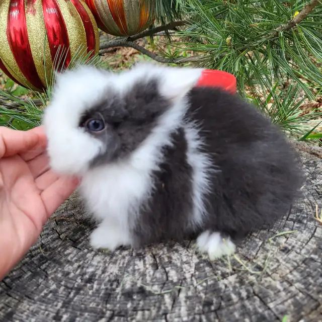 EXTRAORDINARY Netherland dwarf,  mini rex, Holland lop bunnies in Small Animals for Rehoming in Mississauga / Peel Region - Image 9