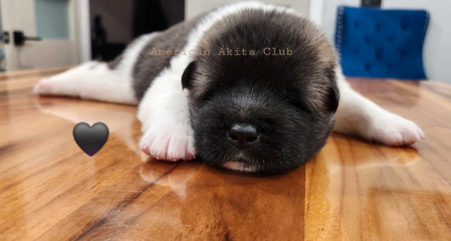 3 American Akita Puppies remaining in Dogs & Puppies for Rehoming in City of Toronto