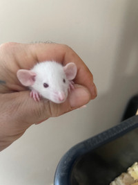 Beautiful Baby rats ready for new homes 