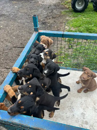 puppies , View more
